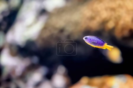 Photo for Half blue damselfish, Chrysiptera hemicyanea, with a yellow belly swimming near a reef - Royalty Free Image