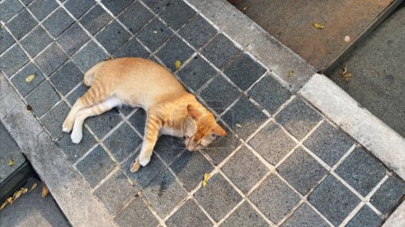 Photo for Stray wild cat in indonesia. White and orange ginger colored furred animal. Kucing oren bermain di lantai. - Royalty Free Image