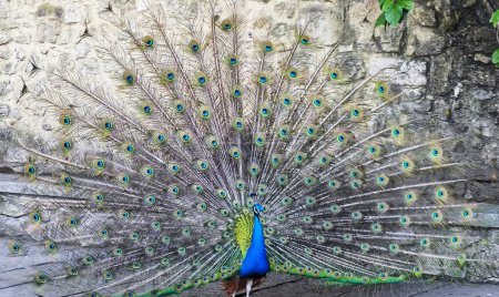 Photo for Peacock Elegance: Majestic Plumage Unveiled - Royalty Free Image