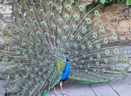 Photo for Peacock Elegance: Majestic Plumage Unveiled - Royalty Free Image