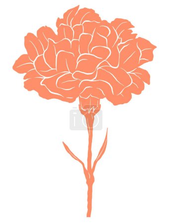 Carnation floral botanical illustration