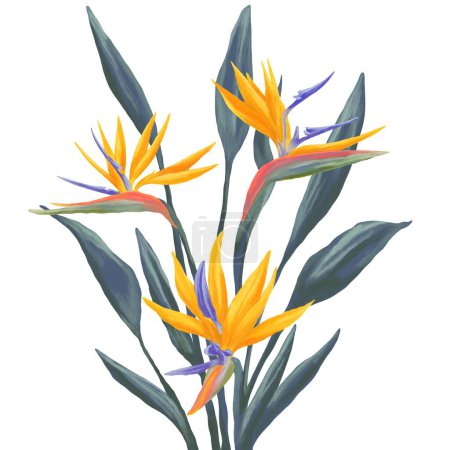 Foto de Bird of Paradise Strelitzia flor pintura digital ilustración - Imagen libre de derechos