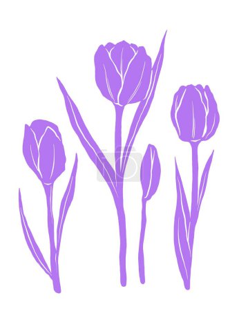 Illustration florale botanique tulipe