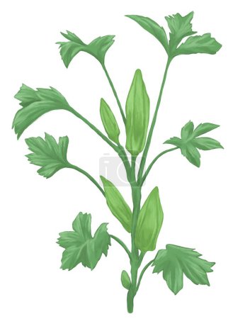 Okra plant botanical illustration