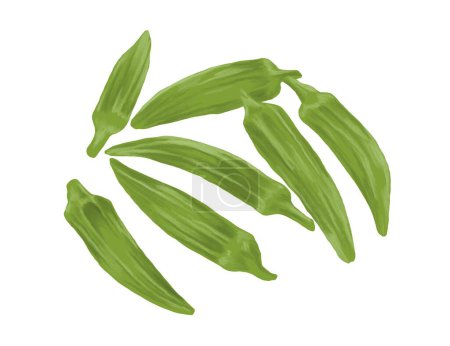 Okra fruta ilustración botánica