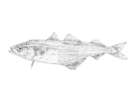 Ilustración de Ilustración de bocetos de mar de pez caballa - Imagen libre de derechos