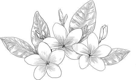 Frangipani flower botanical sketch illustration