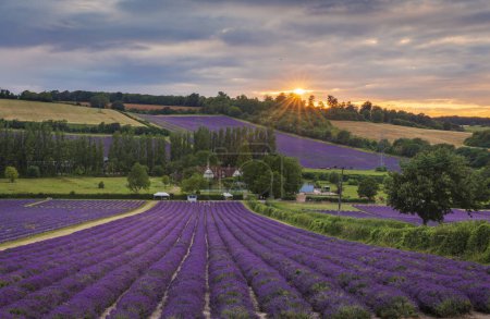 Photo for Lavender fields of Castle farm nestled in the idyllic Kent downs near Shoreham south east England UK - Royalty Free Image