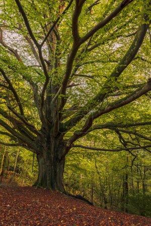 Téléchargez les photos : Beau grand hêtre antique dans la forêt de Dallington sur le weald élevé dans l'est Sussex sud-est de l'Angleterre Royaume-Uni - en image libre de droit
