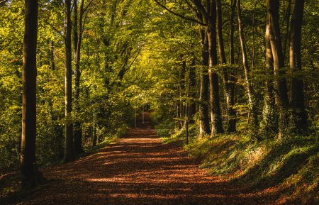 Téléchargez les photos : L'automne arrive profondément à l'intérieur de la forêt de Friston sur les plaines sud est Sussex sud-est de l'Angleterre Royaume-Uni - en image libre de droit