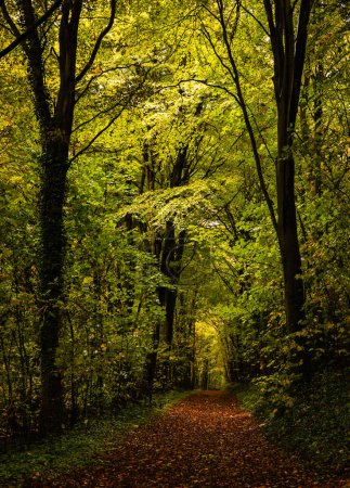 Téléchargez les photos : L'automne arrive profondément à l'intérieur de la forêt de Friston sur les plaines sud est Sussex sud-est de l'Angleterre Royaume-Uni - en image libre de droit