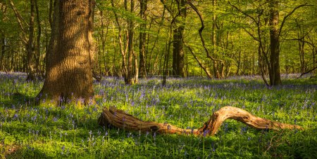 Photo for April springtime bluebell woodland near Mountfield on the high weald in East Sussex south east England - Royalty Free Image