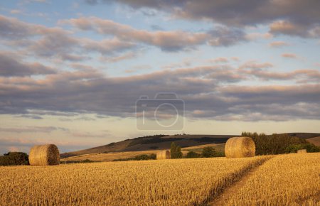 Photo for Rodmell Barley fields nestled in the south downs east Sussex south east England UK - Royalty Free Image