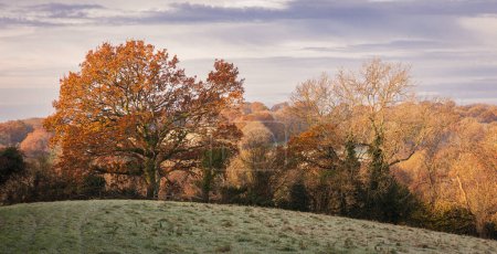Foto de Colores de finales de otoño en el bosque en el alto weald hacia Ashburnham este Sussex sureste de Inglaterra Reino Unido - Imagen libre de derechos