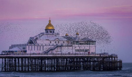 Photo for December starling murmuration's around Eastbourne Pier on the east Sussex coast south east England UK - Royalty Free Image