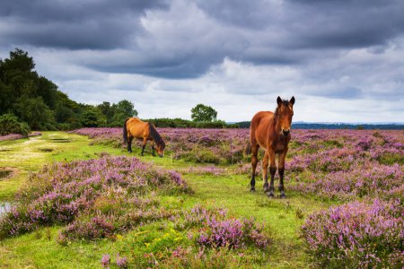 Téléchargez les photos : Une promenade autour de la nouvelle forêt dans le Hampshire sud-est de l'Angleterre par une journée nuageuse Août - en image libre de droit