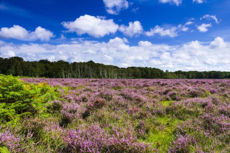 Téléchargez les photos : Promenade dans la nouvelle forêt du Hampshire en août sud-est de l'Angleterre Royaume-Uni - en image libre de droit