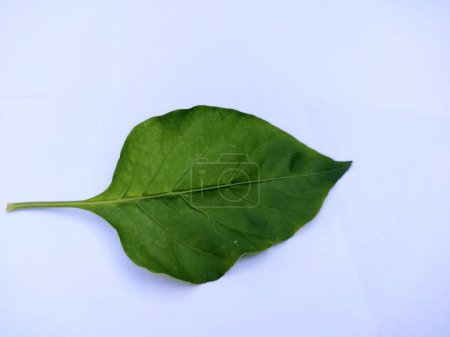 Photo for A leaf of chili pepper with the scientific name Capsicum baccatum. Usually as a complement to the spicy flavor of dishes. View of the top of the leaf - Royalty Free Image