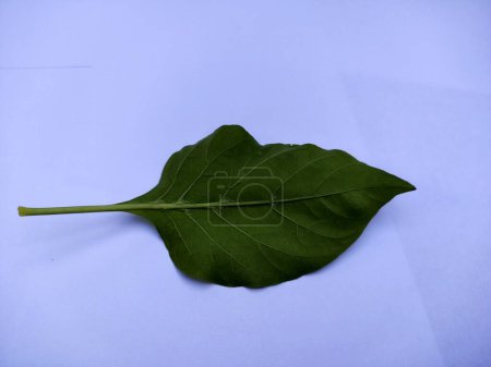 Photo for A leaf of chili pepper with the scientific name Capsicum baccatum. Usually as a complement to the spicy flavor of dishes. View of the underside of the leaf - Royalty Free Image