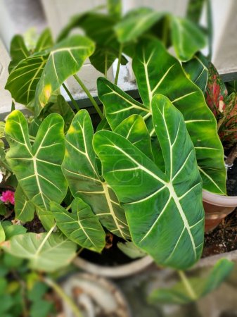 Foto de Alocasia frydek planta ornamental, hojas anchas de color verde oscuro, como decoración de habitaciones o jardines. - Imagen libre de derechos