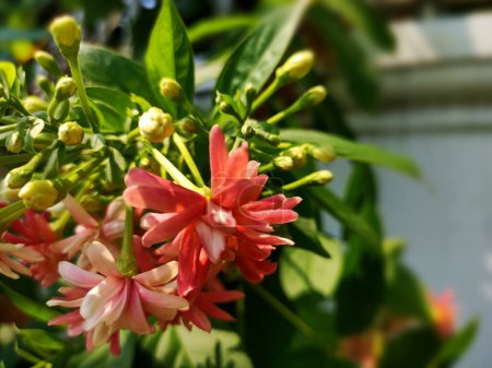 Foto de Alocasia frydek planta ornamental, hojas anchas de color verde oscuro, como decoración de habitaciones o jardines. - Imagen libre de derechos