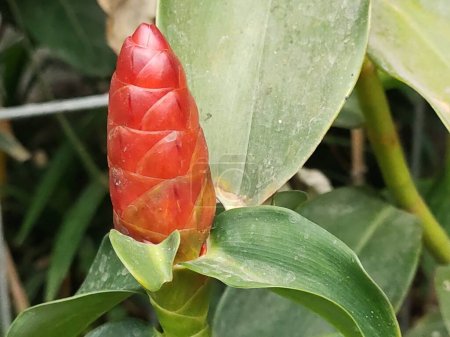 Photo for The flowers of the Costus spicatus plant are red in color, looking attractive and becoming a point of interest. Horizontal eye view level. - Royalty Free Image