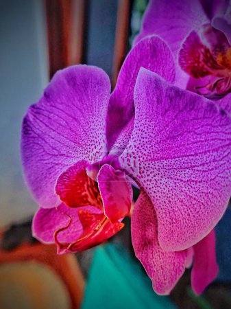 Purple Moon Orchid or Phalaenopsis amabilis, purple in color is blooming beautifully. Close up view.