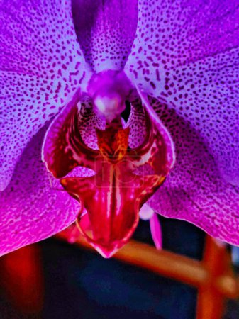 Purple Moon Orchid or Phalaenopsis amabilis, purple in color is blooming beautifully. Close up view.