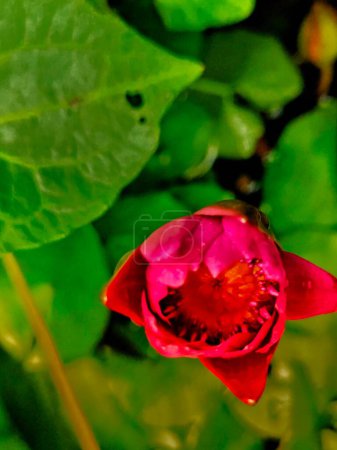 Rosafarbene Nymphaea Nelumbo Lotusblütenknospen, bereit zur Blüte, erscheinen auf der Wasseroberfläche. Blick von oben nach unten.