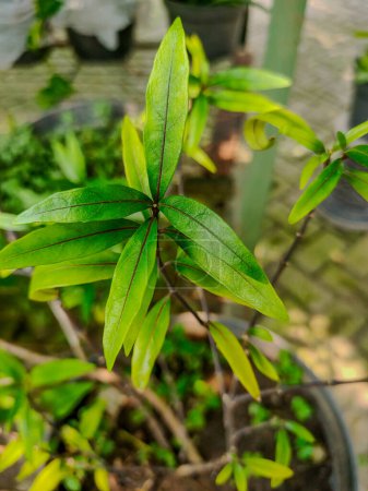 Justicia gendarussa Burm.f (in Indonesian Gandarusa), one of the traditional medicinal plants for analgesic treatment, diuretic, is also used as a living fence. 