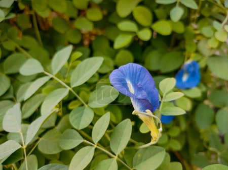The beautiful blue Clitoria ternatea flower, in its habitat. Close up view.