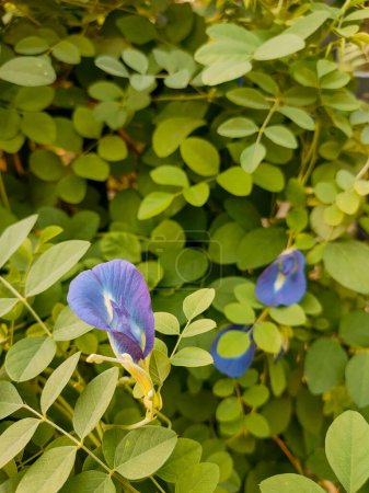 La hermosa flor de Clitoria ternatea azul, en su hábitat. Vista de cerca.