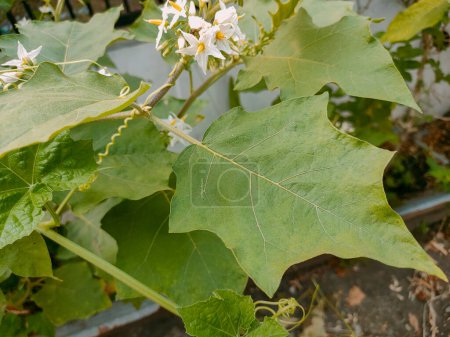 Blätter von Solanum Torvum, einem dornigen Strauch mit Auberginenfrüchten, in seinem Lebensraum. Nahaufnahme.