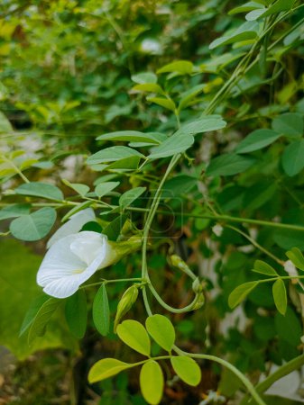 Eine schöne weiße Clitoria ternatea Blüte in ihrem Lebensraum. Nahsicht.