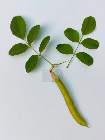 Ein grünes Blatt und Früchte der Pflanze Clitoria ternatea isoliert in weißer, hochwinkeliger Aufnahme.