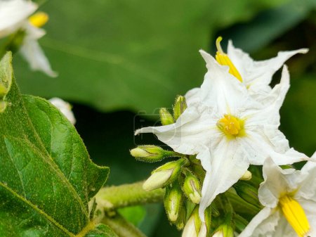 Solanum Torvum Blume, ein dorniger Strauch mit Auberginenfrüchten, Nahaufnahme Foto in seinem Lebensraum.