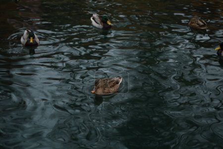 muchos patos nadan en el estanque
