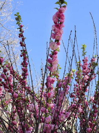 Prunus triloba blüht. Mandelzweig mit rosa Blüten.