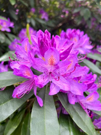 Purple flowers of rhododendron ponticum