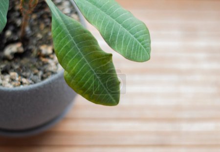 Foto de Euphorbia leuconeura in a cement pot on the windowsill - Imagen libre de derechos