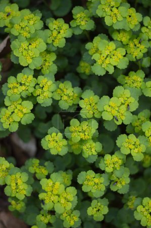 Chrysosplenium alternifolium texture. Close up of a green leafy plant with yellow flowers and green leaves
