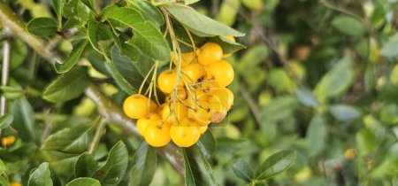 Téléchargez les photos : Fruits jaunes mûrs sur un arbre dans le jardin - en image libre de droit