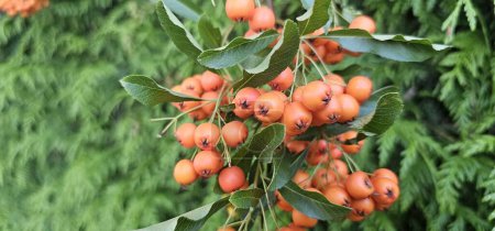 Téléchargez les photos : Branche du cultivar Pyracantha ou Firethorn Orange Glow plant. Gros plan de baies orange sur fond vert dans le parc public de la ville concept de la nature - en image libre de droit