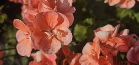 Téléchargez les photos : Pelargonium Hortorum ou géranium zonal - en image libre de droit