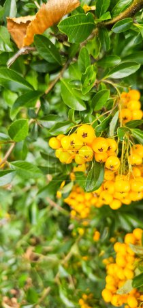 Téléchargez les photos : Branche du cultivar Pyracantha ou Firethorn Orange Glow plant. Gros plan de baies orange sur fond vert dans le parc public de la ville concept de nature - en image libre de droit