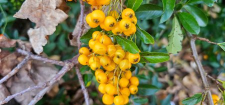 Zweig der Pyracantha oder Feuerdorn Sorte Orange Glow Pflanze. Nahaufnahme orangefarbener Beeren auf grünem Hintergrund im öffentlichen Stadtpark-Naturkonzept