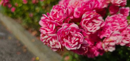 rose, damask, flower, flora, floral, nature, pink, blossom, closeup, fresh, garden, essential, cultivate, beauty, botany, bulgarian, field, green, rosa, beautiful, natural, plant, spring, summer, farming, growth, harvest, oil, queen, romance, aroma, 