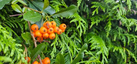 Zweig der Pyracantha oder Feuerdorn Sorte Orange Glow Pflanze. Nahaufnahme orangefarbener Beeren auf grünem Hintergrund im öffentlichen Stadtpark-Naturkonzept