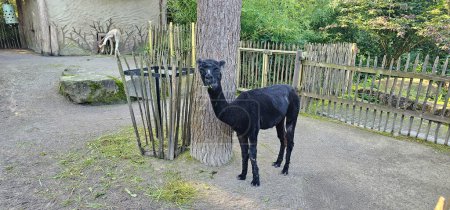 Téléchargez les photos : Alpagas (Huacaya) dans un zoo - en image libre de droit
