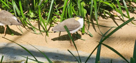 Australian Masked Lapwing in the zoo